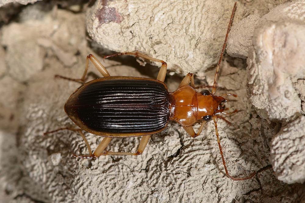 Carabidae:   Nebria psammodes